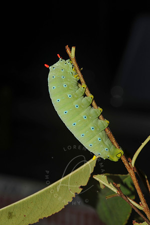 D74_3758