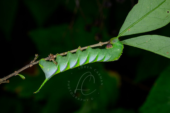 _DSC1502