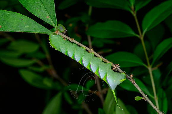 _DSC1497