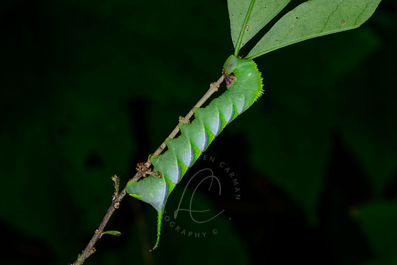 _DSC1500
