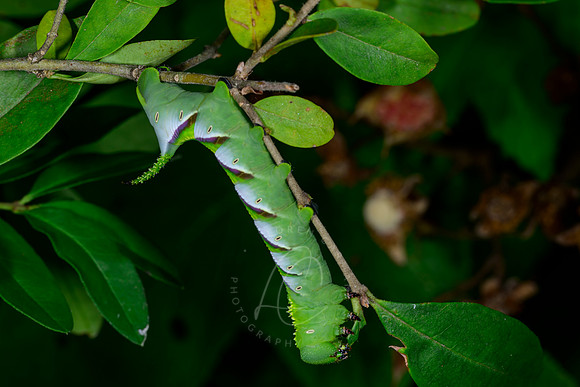 _DSC1592