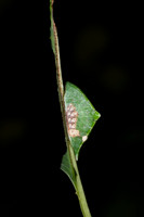 _ZZ70191
