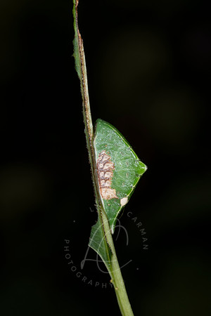 _ZZ70191