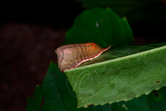 _DSC0200