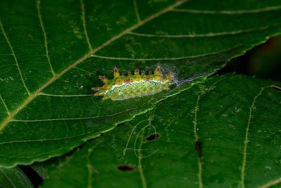 _Z997509