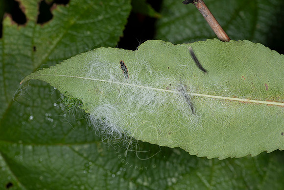 _ZZ70453