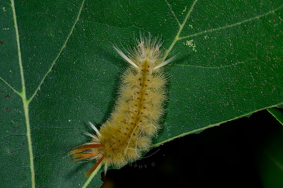 _DSC0252