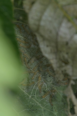 _8507355