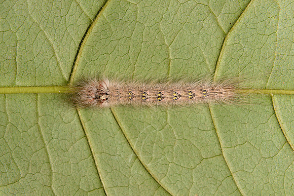 _Z998598