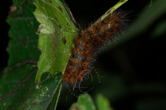 _Z997478