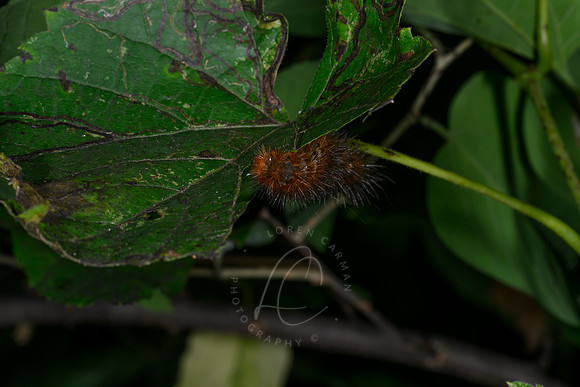 _Z997475