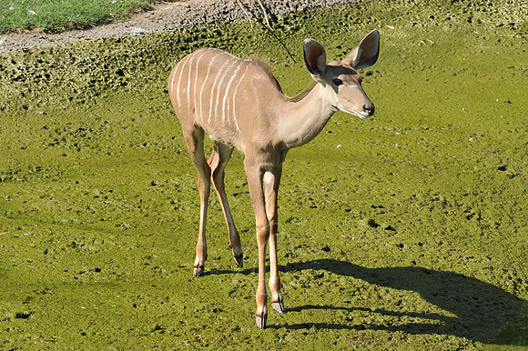 INDY_7-15-11_LLC_ZOO-22