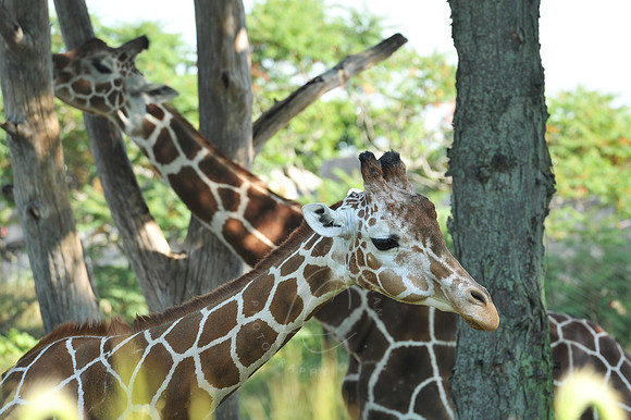 INDY_7-15-11_LLC_ZOO-8