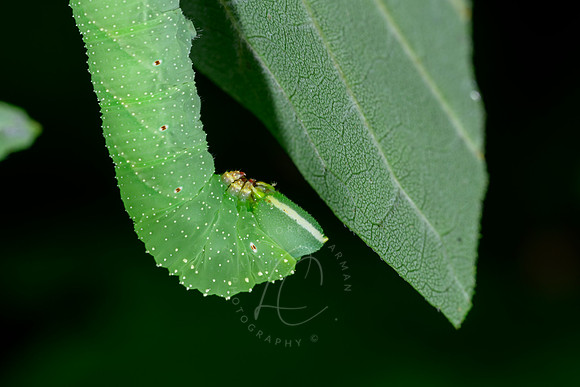 _DSC0039