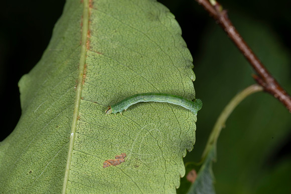 _ZZ70459