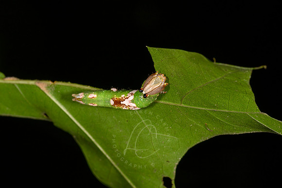 _Z994931