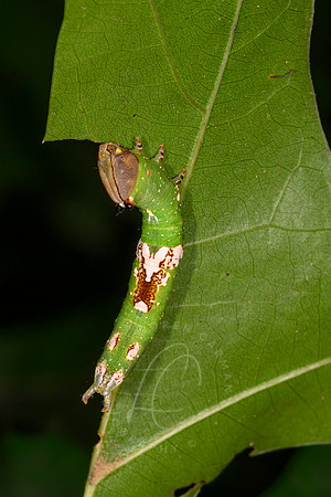 _Z994941
