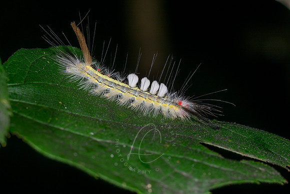 _Z997472
