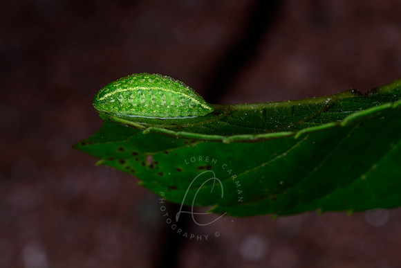 _ZZ74852