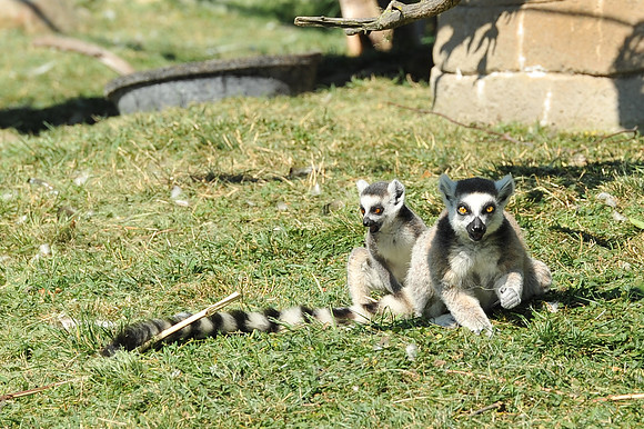 INDY_7-15-11_LLC_ZOO-92