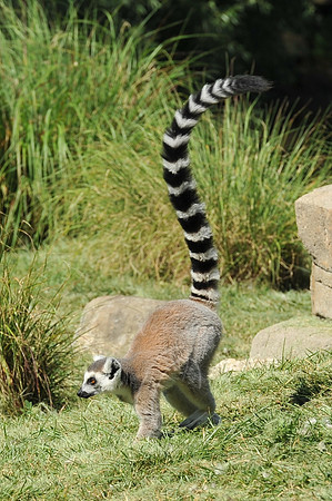 INDY_7-15-11_LLC_ZOO-97