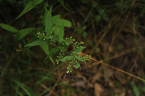 D74_3159