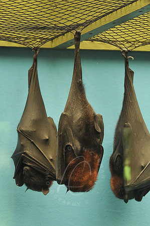 INDY_7-15-11_LLC_ZOO-158