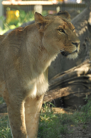INDY_7-15-11_LLC_ZOO-39