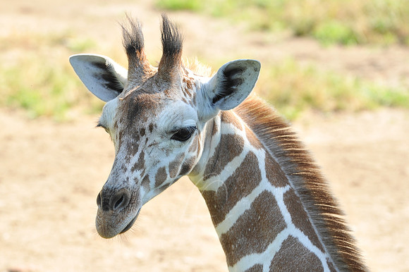 INDY_7-15-11_LLC_ZOO-18