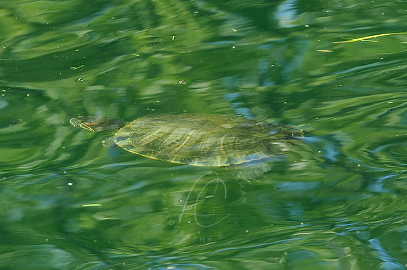 INDY_7-15-11_LLC_ZOO-120