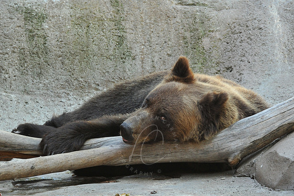 INDY_7-15-11_LLC_ZOO-156