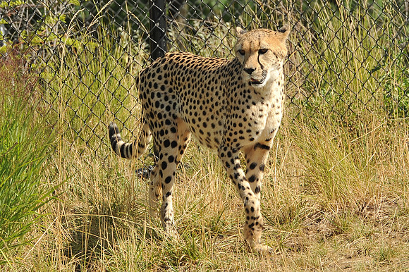 INDY_7-15-11_LLC_ZOO-47