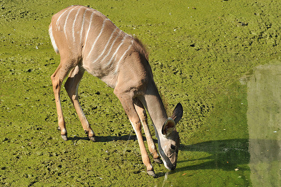 INDY_7-15-11_LLC_ZOO-23