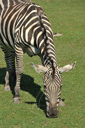 INDY_7-15-11_LLC_ZOO-4