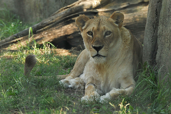 INDY_7-15-11_LLC_ZOO-44