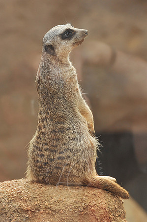 INDY_7-15-11_LLC_ZOO-131