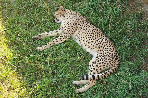 INDY_7-15-11_LLC_ZOO-51
