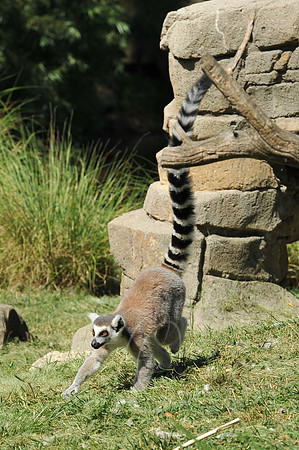 INDY_7-15-11_LLC_ZOO-95