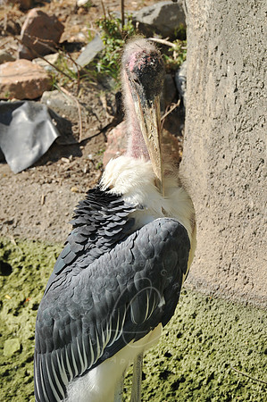 INDY_7-15-11_LLC_ZOO-26