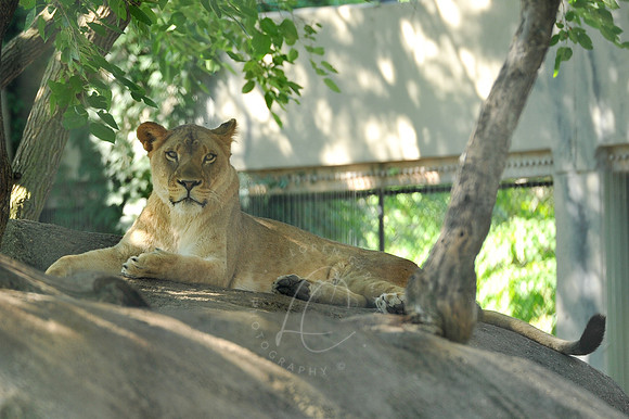 INDY_7-15-11_LLC_ZOO-30