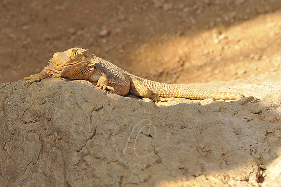 INDY_7-15-11_LLC_ZOO-126