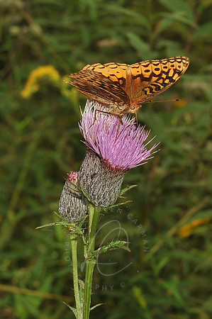 D74_3290