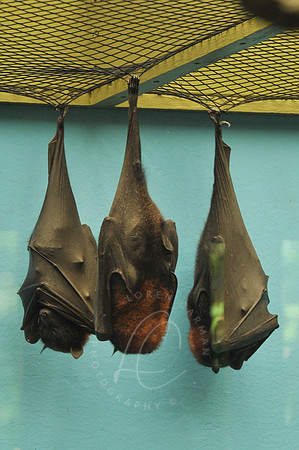 INDY_7-15-11_LLC_ZOO-157