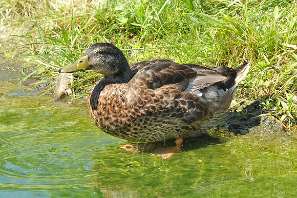 INDY_7-15-11_LLC_ZOO-121