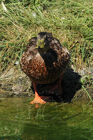 INDY_7-15-11_LLC_ZOO-94