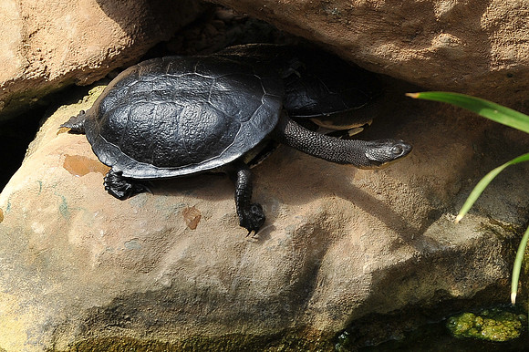 INDY_7-15-11_LLC_ZOO-147