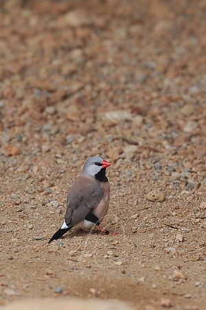 INDY_7-15-11_LLC_ZOO-138