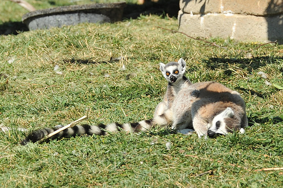 INDY_7-15-11_LLC_ZOO-89