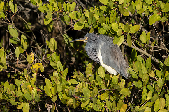 _ZZ71462