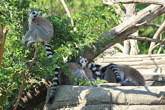 INDY_7-15-11_LLC_ZOO-118